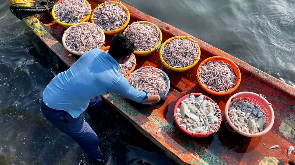 In pics: Chennai's Kasimedu fishing harbour abuzz with seller | The ...