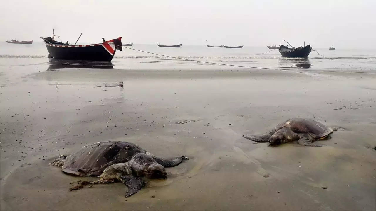 Unsafe Beaches: Unsafe Beaches: Boy Drowns, Two Others Missing, Search On |  Kochi News - Times of India