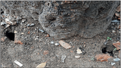 Rats gnaw on roots, put trees on Kolkata stretch at risk
