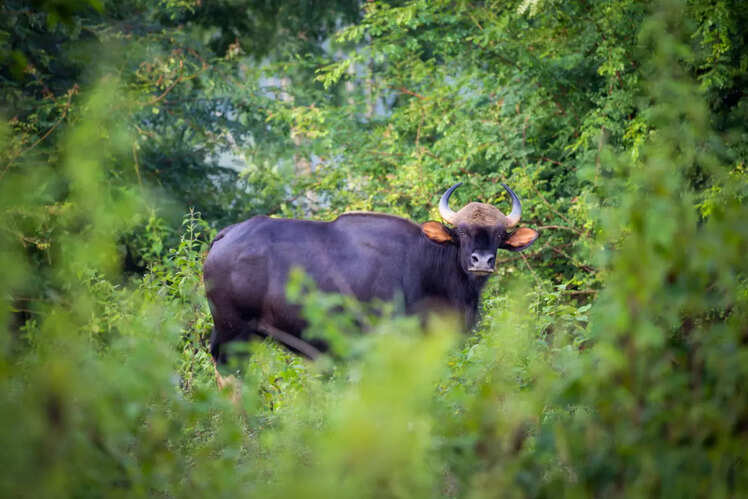 Betla National Park
