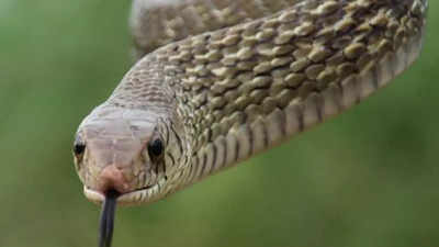 Man chops snake, swallows it after it bit him in UP's Banda