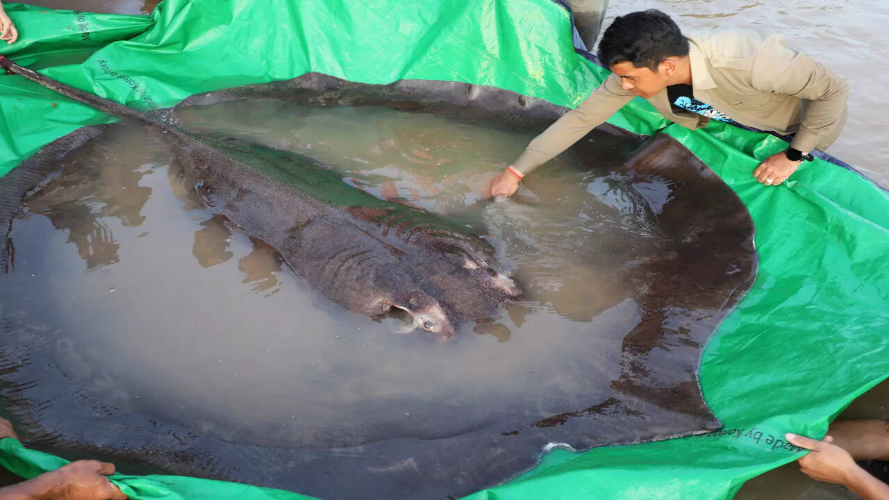 Huge stingray