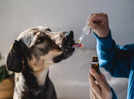 Giving Crocin to your pet? Know how dangerous it is!