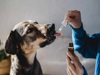 Giving Crocin to your pet? Know how dangerous it is!