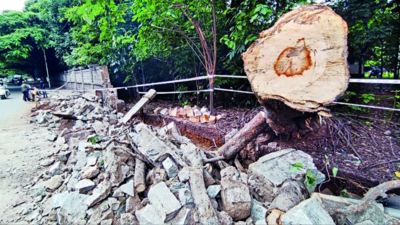Iisc Compound Wall Crashes After Tree Fall, Contractor At Work Killed | Bengaluru News – Times of India
