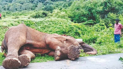 Tamil Nadu: CBI registers two more cases on elephant deaths