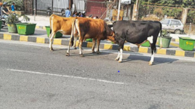 When Will The Menace Of Stray Animals End? | Dehradun News - Times of India