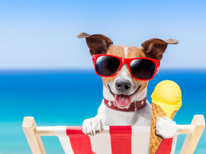 Mistakes dog owners make during summers
