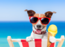 Mistakes dog owners make during summers