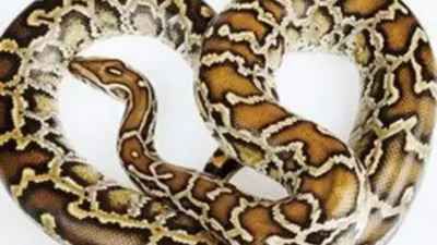 Karnataka: 8 python hatchlings released into wild