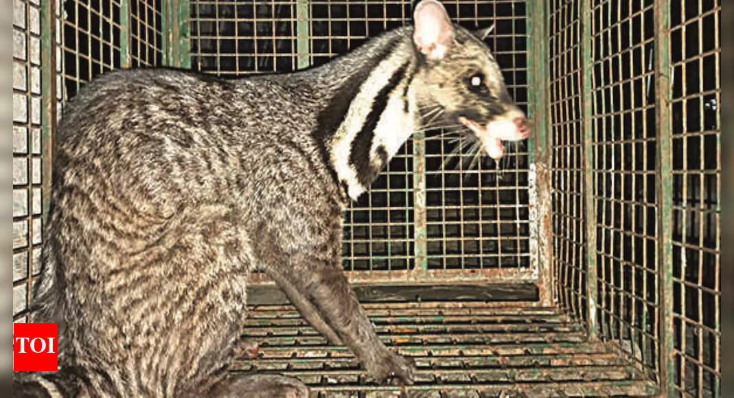 Rare Rare Civet Rescued From Garage, Set Free In N Bengal Kolkata News Times of India