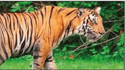 19 human kills later, tigress will be tranquilised in Bareilly