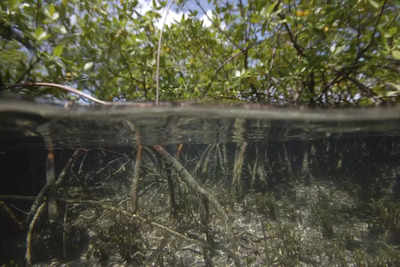 Thiomargarita Magnifica: World's biggest bacterium found in Caribbean mangrove swamp