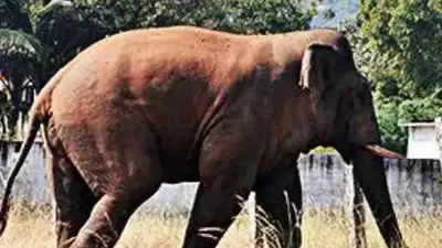 Odisha: Elephant skeleton found in Satkosia reserve; 3 held, 2 suspended