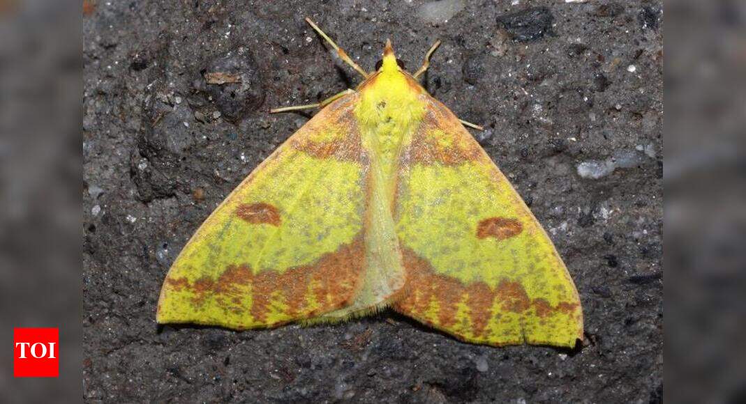 107 bird, 45 butterfly species spotted in Gangotri landscape at week ...