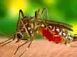 
4 dengue cases in Canacona this month
