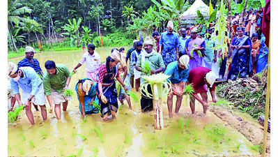 Thiruvananthapuram: ‘Haritha Bhavana’ to revive paddy farming in Kunnanadu