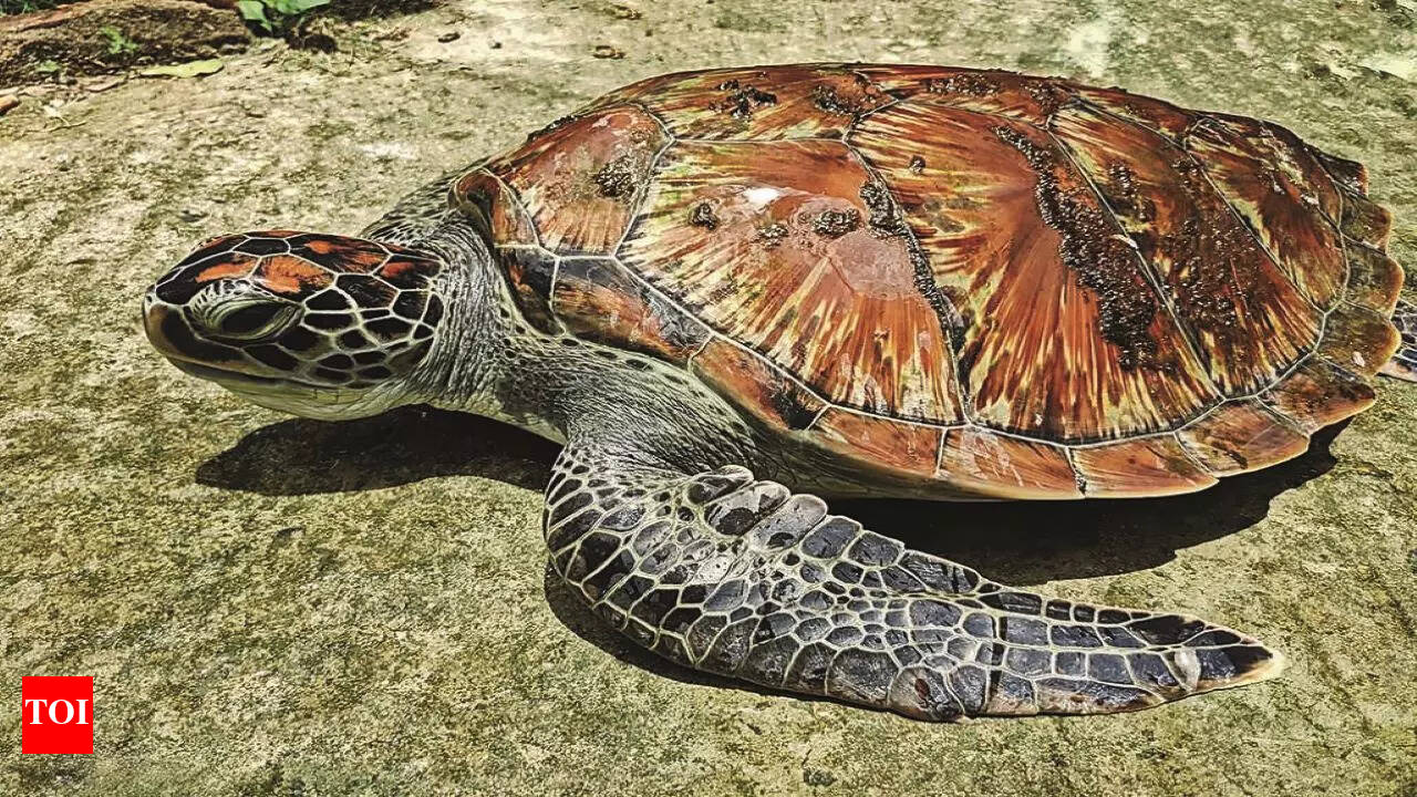 Rare Pacific-atlantic Ocean Turtle Found In Sunderbans | Kolkata News -  Times of India