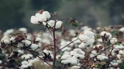 Restrict export of comber noil waste cotton: Association
