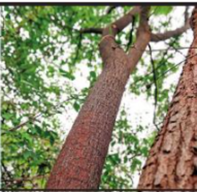 Sandal wood trees hi-res stock photography and images - Alamy