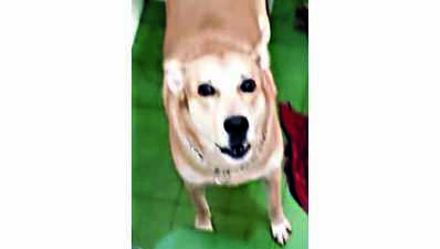 Kerala: Dog stood guard as owner lay dead