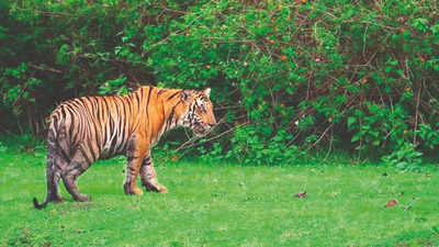 Tigress, cubs kill two more in UP; 4 deaths in a week