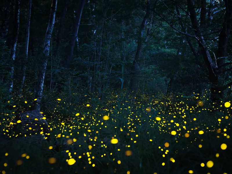 When Mumbaikars witnessed fireflies light up the night - Times of India