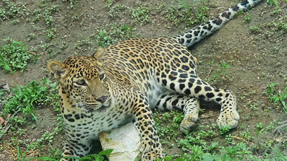Photos from Gujarat: Girl who lost her pet dog adopts leopard in zoo