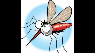 Dengue survey in Chanda shows alarming results