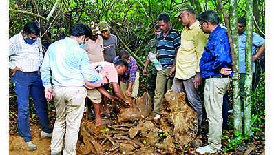 5th jumbo carcass found at Athgarh