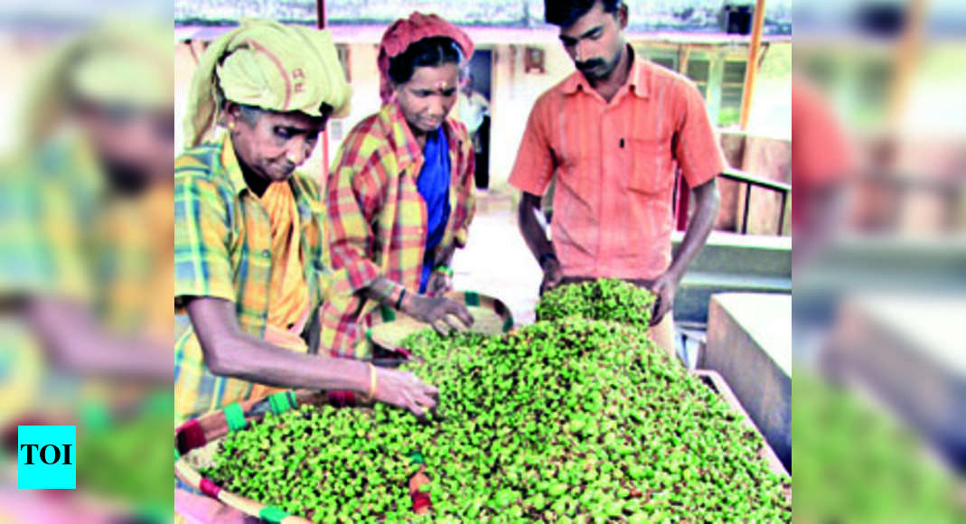 Spices Board Spices Board To Conduct Eauction For Pesticidefree