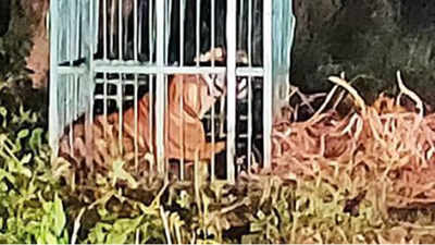 Dudhwa tiger terror: Forest department traps wrong big cat