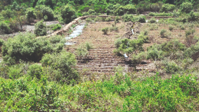 Govt cites Bombay HC order, asks Cidco to stop mangrove destruction