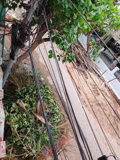 Cut branches of trees by Electricity Dept