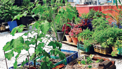 Fruits of labour: Urban farming plan gets nod in Delhi