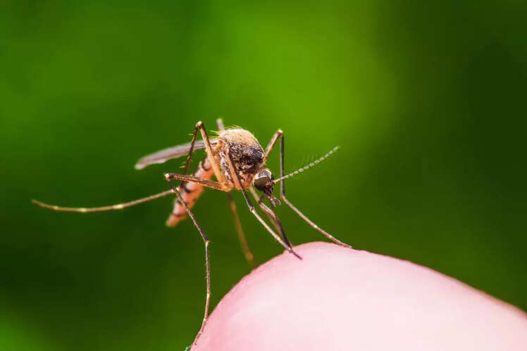 ​World Mosquito Day (August 20)