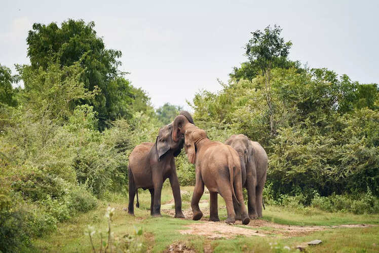Spend some time with elephants