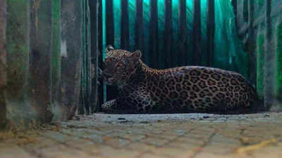 Chandrapur: Leopard enters house near Saoli, rescued