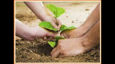 25 crore saplings to be planted in Uttar Pradesh on July 5