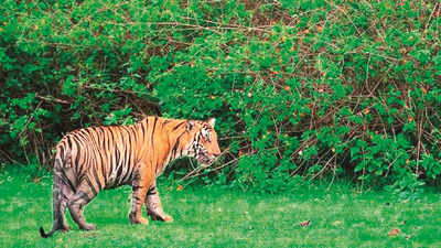 Tiger reserve core areas closed, buffer zone of Tadoba and Pench tiger reserves to remain open from today