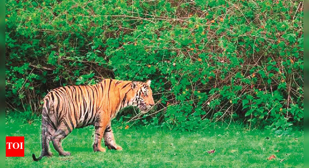 Tiger reserve core areas closed, buffer zone of Tadoba and Pench tiger reserves to remain open