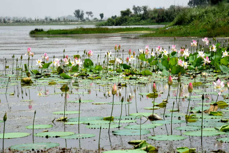 Yamuna Biodiversity Park