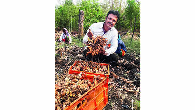 Kalaburagi farmer reaps a fortune cultivating turmeric