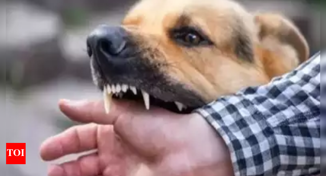 Dharwad: Five-year-old Boy Attacked By Stray Dogs | Hubballi News ...