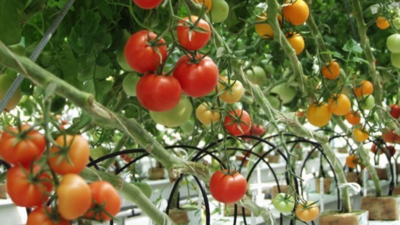 Tomato farmers will get fair price in Aadi Pattam: Tamil Nadu Agricultural University