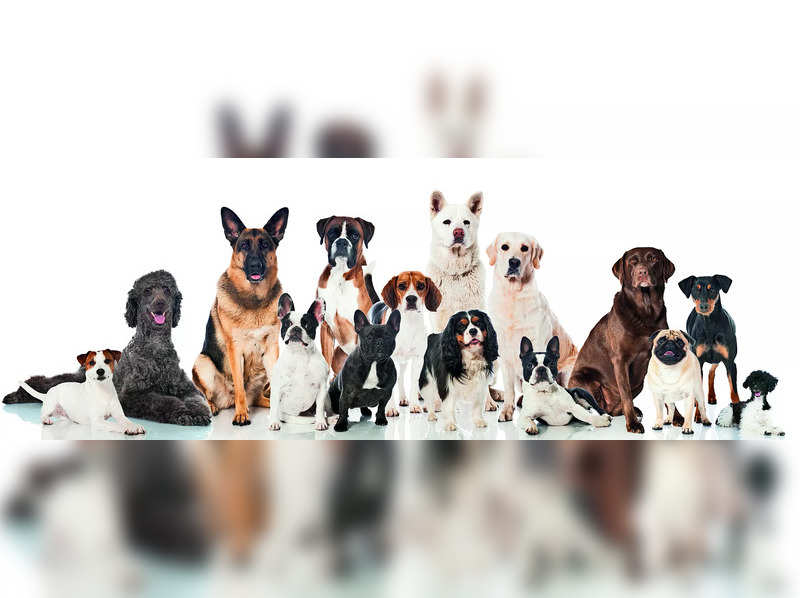 Want an imported or pure breed dog? Read carefully - Times of India