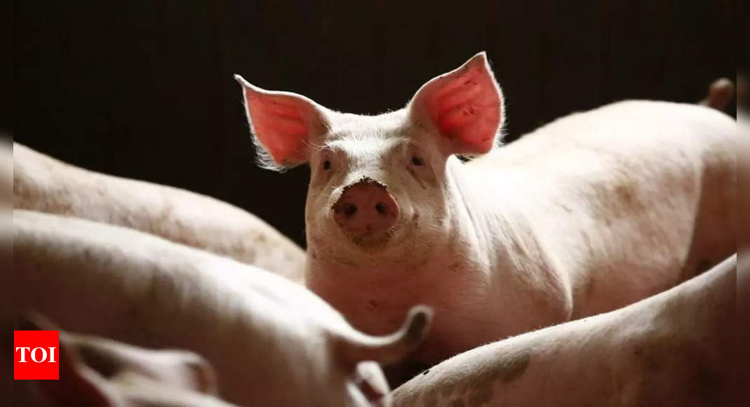 Germany has two more African swine fever case in farm pigs: Ministry – Times of India