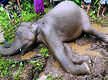 
6-yr-old wild elephant found dead in Idukki
