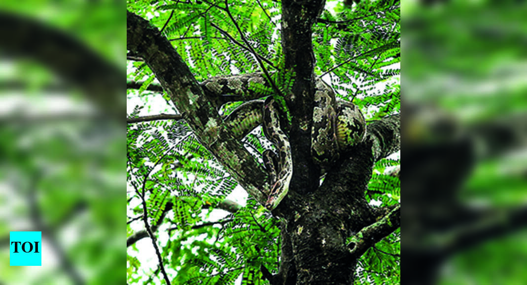 Python Rescued After 2-hour Effort | Kochi News - Times of India
