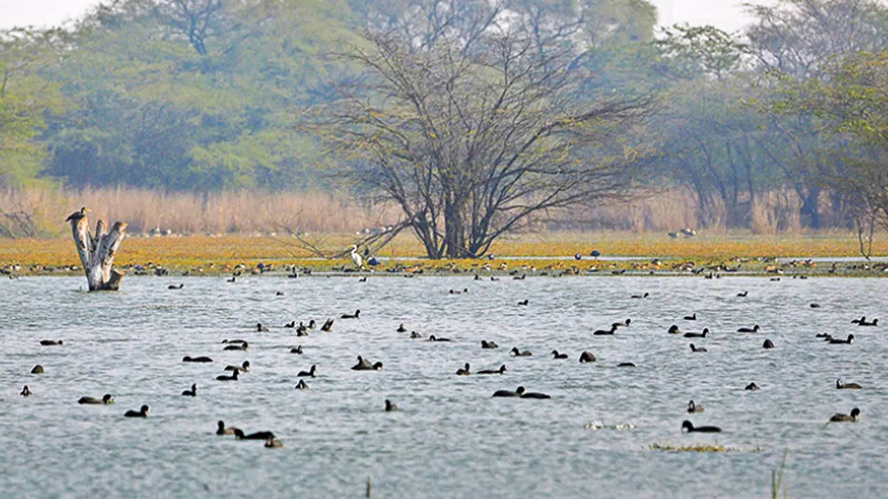 Sultanpur National Park Travel Guide - History, Excursions